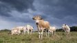 Cows stand in a field 