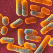 Vaginal Microbe Yields Novel Antibiotic