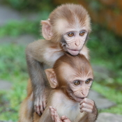 Rhesus monkeys.