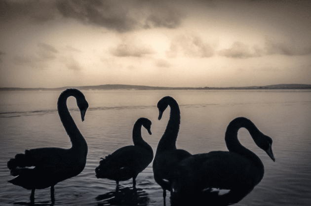 “Black Swans, Kellidie Bay,” a photograph by Kate Breakey