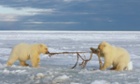 Two polar bear cubs play tug of war with bowhead whale skin at the Arctic national wildlife refuge in North Slope, Alaska.