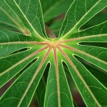 Cassava leaves. (Credit: Neil Palmer/CIAT via Flickr)