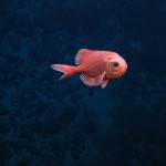An orange roughy swims along Southwest Indian Ridge approximately 1,000 meters deep. Members of this species can live more than 100 years, but have been overfished globally by bottom trawl fisheries.