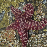 Sea star at Haystack Rock, Oregon, with a small white lesion on the arm pointing down. (Credit: Lisa Gardiner)