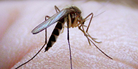Unseen Suburban Danger: Children Dying of Mosquito-Borne Diseases