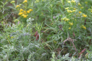 spiderweb_applied ecologics