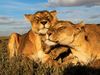 Picture of big cats in Africa