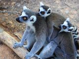 A lemur family at the Duke Lemur Center in North Carolina.