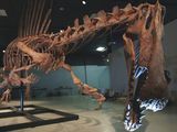 140910-spinosaurus-discovery-vin_160x120.jpg