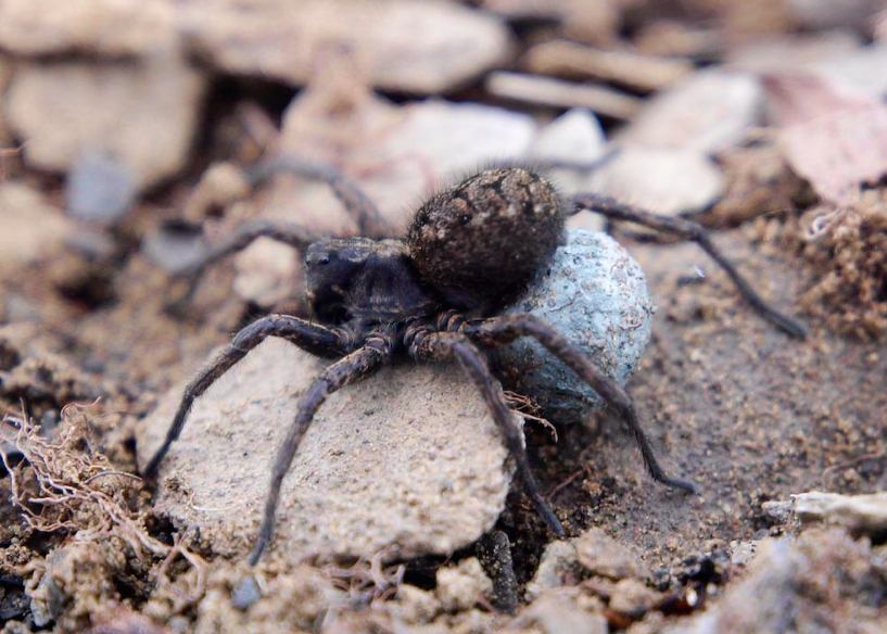 An Arctic wolf spider carrying her egg sac (photo by C.Buddle)