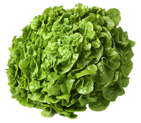 Unlike its more common cousin, our leaf lettuce version of ‘Iceberg’ is grown as an open instead of closed head. Full of flavor, these crunchy stems and tender leaves are characterized by the crispness of the traditional Iceberg ‘head’ yet packed with flavor and nutrients. A true Brooklyn original.
