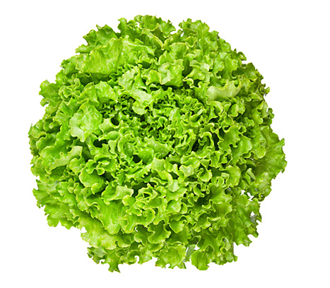 Tender, delicate and mildly flavored, Green Leaf contains high quantities of vitamins A and K, plus important antioxidants beta carotene and lutein. The word lettuce is derived from ‘lac’, which is Latin for ‘milk’ referring to the leaves’ milky fluid.