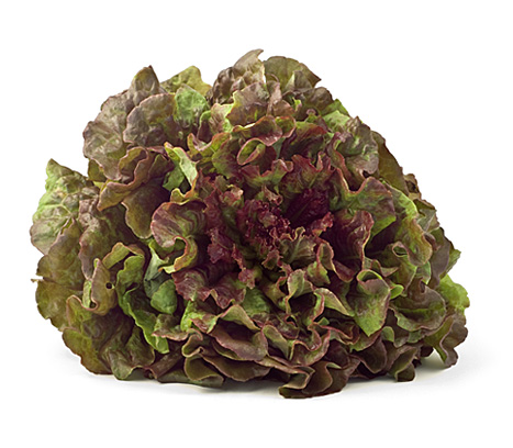 Tender, delicate and mildly flavored, Red Leaf contains high quantities of vitamins A and K, plus important antioxidants beta carotene and lutein. The word lettuce is derived from ‘lac’, which is Latin for ‘milk’ referring to the leaves’ milky fluid.