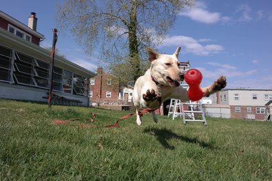 Trainers tend to notice early on that certain dogs have natural talents that make them better suited for specific kinds of work.