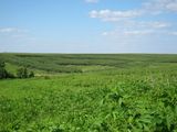 Planting perennial grasses into a row-cropped field can reduce soil erosion, as a research project in Iowa demonstrates. 