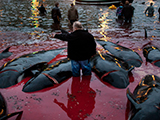 A photo of dead pilot whales in shallow water after the whale hunt on Faroe Island.