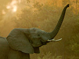 A photo of an African elephant
