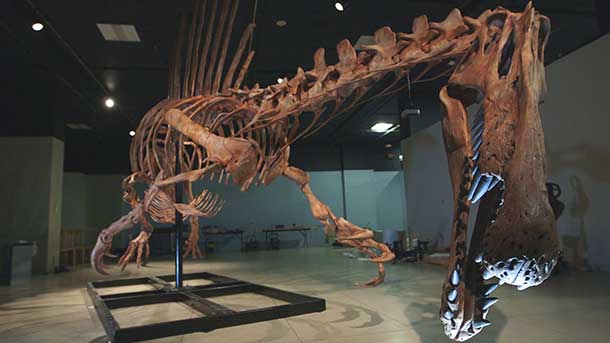 140911-spinosaurus-discovery-vin.jpg