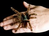 An Antilles pinktoe tarantula (Avicularia versicolor) on a man&#x27;s hand.