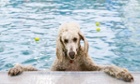 A dog hangs onto the edge of a pool in Seattle, Washington