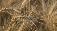 Crops and climate change: Wheat ripens in a California field