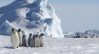 Penguins and climate change: emperor penguins and chicks at Snow Hill Island, Antarctica, October 2009