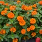 Fall zinnias have all the colors gardeners love to see in the fall -- oranges, apricots and yellows, according to a Texas A&M AgriLife Research horticulturist. (Texas A&M AgriLife Communications photo by Robert Burns)