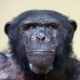 Chimps Outplay Humans in Brain Games