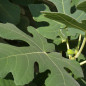 Fig tree leaves surround a fig developing on the tree. (Texas A&M AgriLife Photo by Kathleen Phillips)