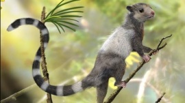 An illustrated reconstruction shows the new mammal species, Xianshou songae, in this American Museum of Natural History image released on September 10, 2014. REUTERS/Zhao Chuang/American Museum of Natural History/Handout 