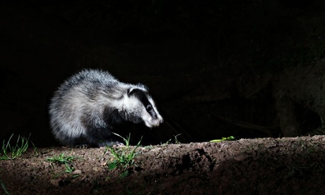 Badger, Meles meles, single mammal at set, Warwickshire, May 2014