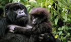MDG : Mountain gorillas in Rwanda