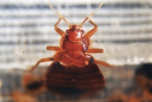 Big beastie: the bugs can consume up to six times their weight in blood. Photo: Getty