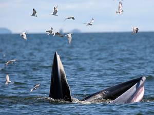 9 September 2014: A Bryde's whale and seagulls feast on anchovies in the Gulf of Thailand