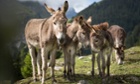 Donkeys standing in a group on the Bargis Alp near Flims, Switzerland.