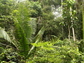 A view of tropical forest biodiversity 15 years after former pastures were abandoned.