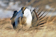 Birds Versus Wind Turbines