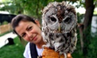 A Tawny Owl at the Wildlife Rehabilitation Rescue Centre, Stara Zagora, Bulgaria.