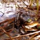 In Limbo Since 1991, Oregon Spotted Frog Finally Gets Protected Status