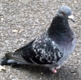 Footless urbanite pigeons