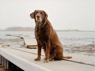 GALLERY: 9/11 Rescue Dogs