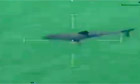 Great white shark evacuates Massachusetts beach for several hours