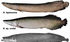 A photograph by Dr Donald Stewart comparing Arapaima species