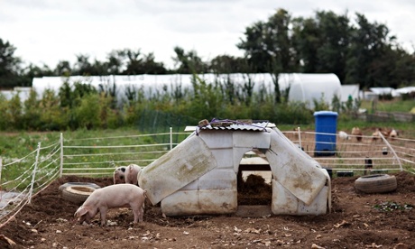 oak tree low carbon farm pig sty