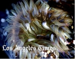 Under the Ocean - Dana Point Tidepools 2