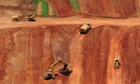 Queensland mining
