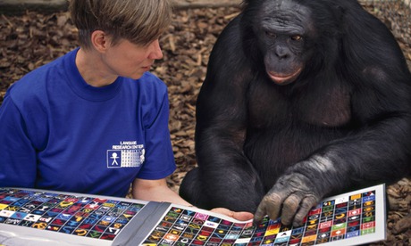 Scientist works with Kanzi, a female Bonobo chimpanzee, on linguistic skills using lexigram keyboard