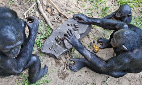 A bonobo uses a rock as a tool to break nuts open at Lola Ya Bonobo Sanctuary, DRC