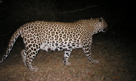 leopard caught by a camera trap rural Tamil Nadu, India