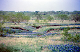 Rural Medicine Bluebonnets